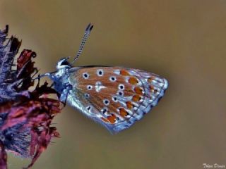 Tr almalar ([unknown genus] n/a)
