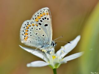 okgzl Esmer (Aricia agestis)