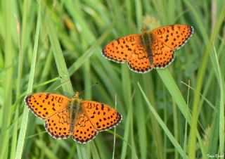 ift Noktal Brentis (Brenthis hecate)