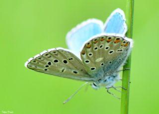 okgzl Gk Mavisi (Polyommatus bellargus)