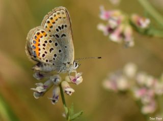 Gm Lekeli Esmergz (Plebejus argus)