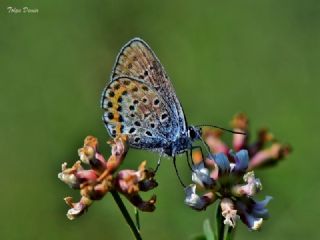 Gm Lekeli Esmergz (Plebejus argus)