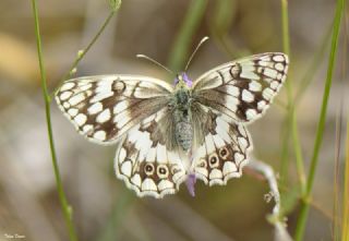 Anadolu Melikesi (Melanargia larissa)