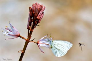 Yalanc Beyazmelek (Pieris pseudorapae)