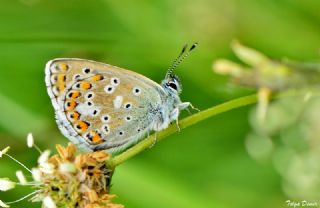 okgzl Balkan Mavisi (Aricia anteros )