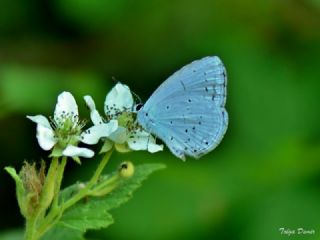 Kutsal Mavi (Celastrina argiolus)