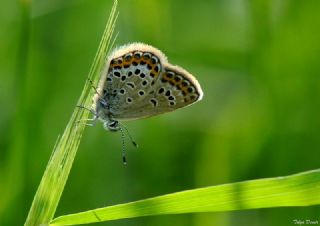 G�m�� Lekeli Esmerg�z&nbsp;(Plebejus&nbsp;argus)