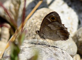 Aa Karamelei (Hipparchia statilinus)