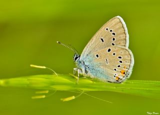 okgzl Gzel Mavi (Polyommatus bellis)