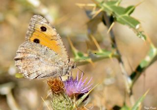 Anadolu Yalanccads (Pseudochazara anthelea)