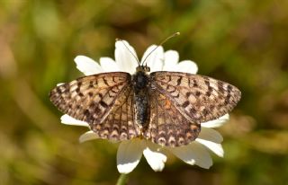 Kafkasyal parhan (Melitaea interrupta)