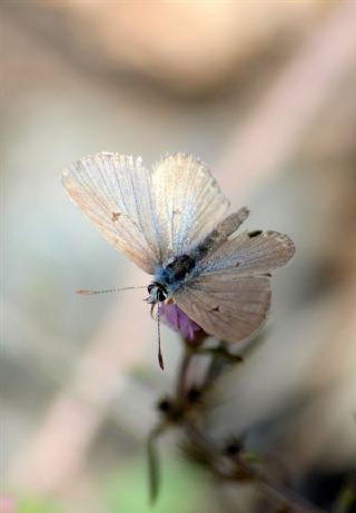 Tr almalar ([unknown genus] n/a)