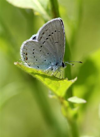 Tr almalar ([unknown genus] n/a)