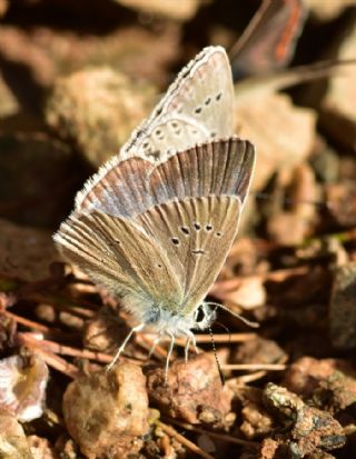 okgzl Damon Mavisi (Polyommatus damon)