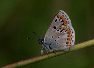 okgzl Esmer (Aricia agestis)