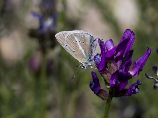 okgzl Damon Mavisi (Polyommatus damon)