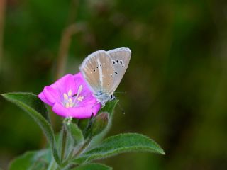 Tr almalar ([unknown genus] n/a)