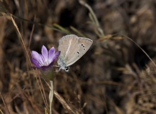 Tr almalar ([unknown genus] n/a)