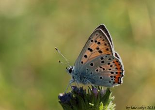 Byk Mor Bakr Gzeli (Lycaena alciphron)