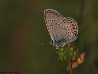 Gm Lekeli Esmergz (Plebejus argus)