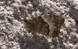 Byk Karamelek (Hipparchia syriaca)