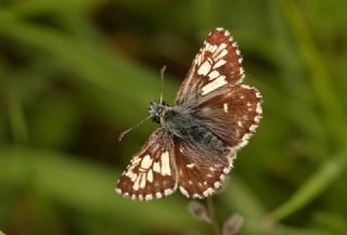 Ebegmeci Zpzp (Pyrgus malvae)