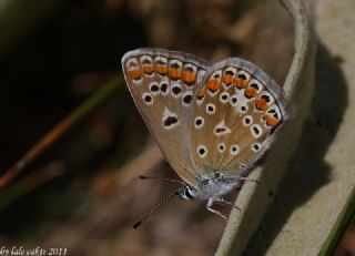 okgzl Meneke Mavisi (Polyommatus thersites)