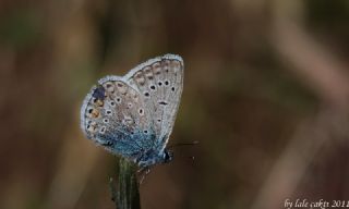 okgzl Mavi (Polyommatus icarus)