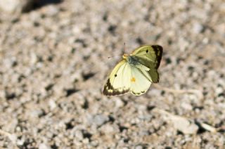 Gzel Azamet (Colias sareptensis)