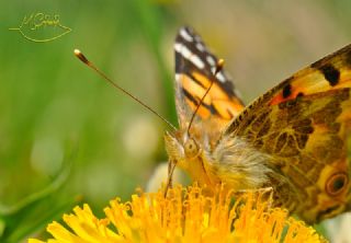 Diken Kelebei (Vanessa cardui)