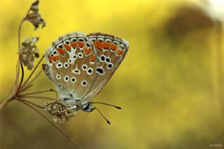 okgzl Esmer (Aricia agestis)