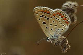 okgzl Mavi (Polyommatus icarus)