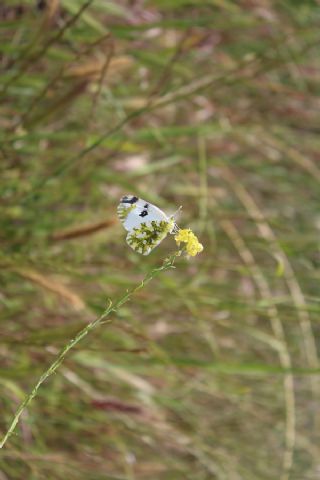 Da Oykls (Euchloe ausonia)