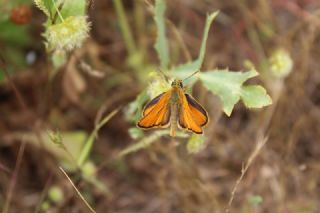 Sar Antenli Zpzp (Thymelicus sylvestris)