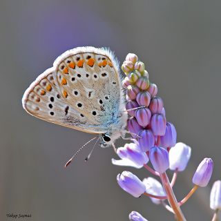 Tr almalar ([unknown genus] n/a)