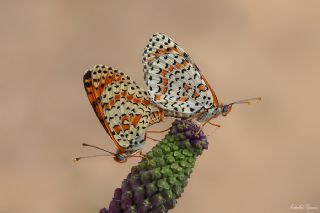 Tr almalar ([unknown genus] n/a)