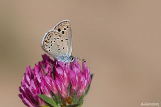 Tr almalar ([unknown genus] n/a)