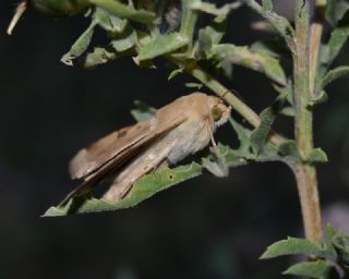 Orman Zpzp (Ochlodes sylvanus)