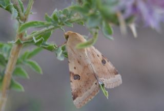 Orman Zpzp (Ochlodes sylvanus)