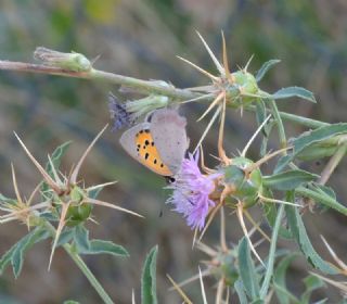 Benekli Bakr Gzeli (Lycaena phlaeas)
