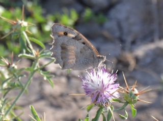 Cad (Chazara briseis)