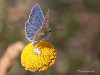 okgzl Bilgini (Polyommatus bilgini)