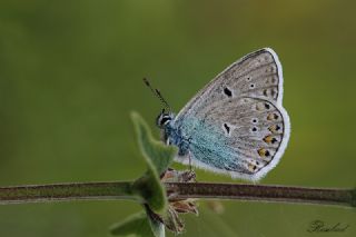 Tr almalar ([unknown genus] n/a)