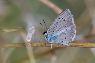 Tr almalar ([unknown genus] n/a)