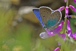 okgzl Rus Mavisi (Polyommatus coelestina)