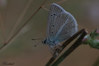 Tr almalar ([unknown genus] n/a)