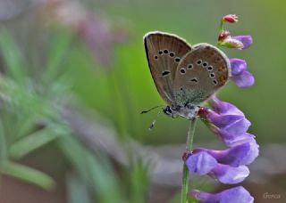 okgzl Gzel Mavi (Polyommatus bellis)