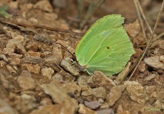 Anadolu Orakkanad (Gonepteryx farinosa)