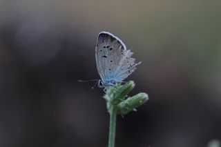 Tr almalar ([unknown genus] n/a)