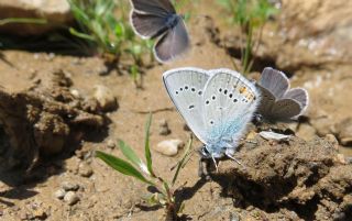 okgzl Gzel Mavi (Polyommatus bellis)